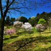 芽吹きと桜花と