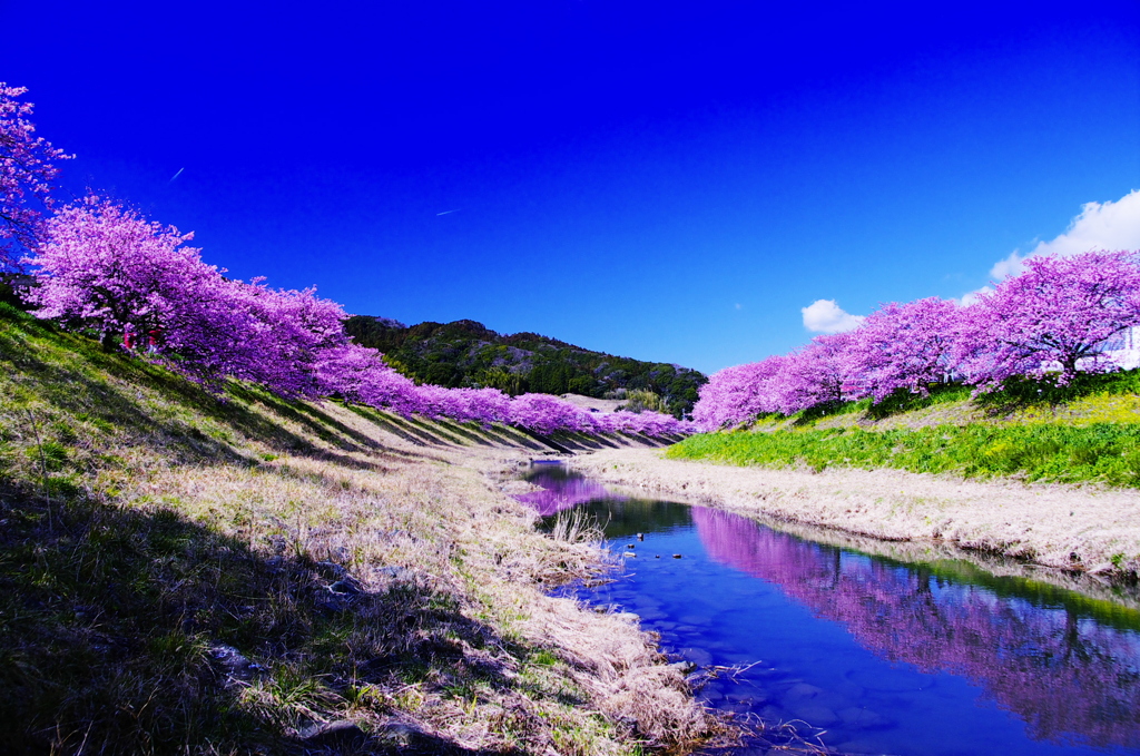 思い出します（みなみの桜2010年2月撮影）