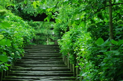 鎌倉紫陽花情報（ご参考）