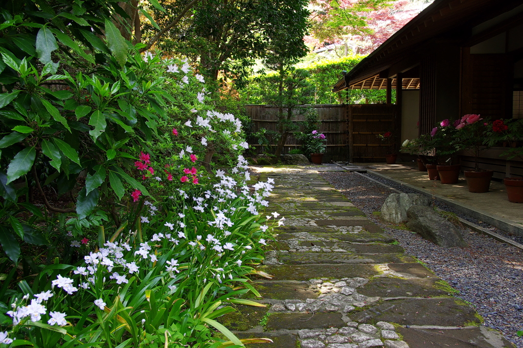 浄妙寺　シャガ・つつじ・牡丹　GW直前鎌倉花情報