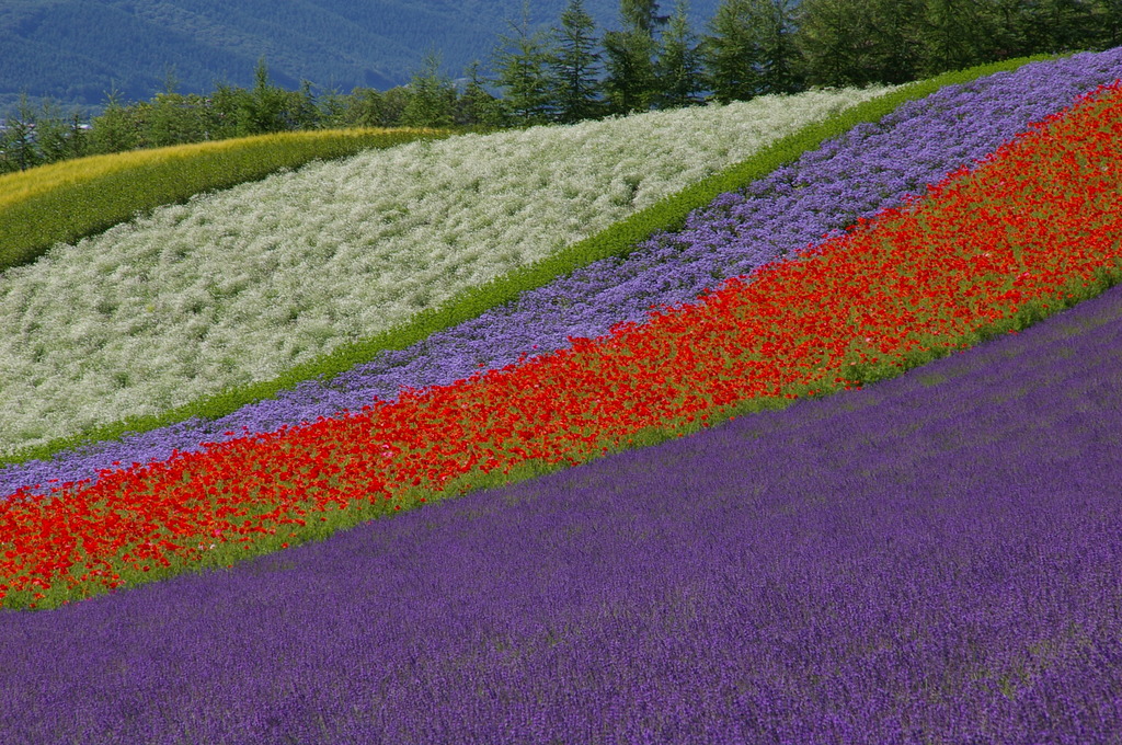 想い出の北海道4（2006/7）
