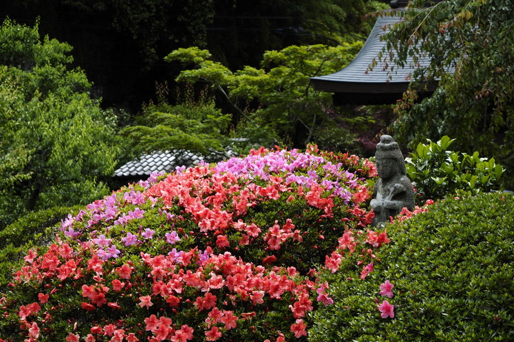 皐月咲くころ(海蔵寺)