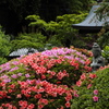 皐月咲くころ(海蔵寺)