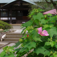 行く夏を惜しんでⅠ（芙蓉咲きて）