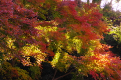 2012年紅葉情景（錦秋：浄妙寺）