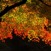 2007秋紅葉１