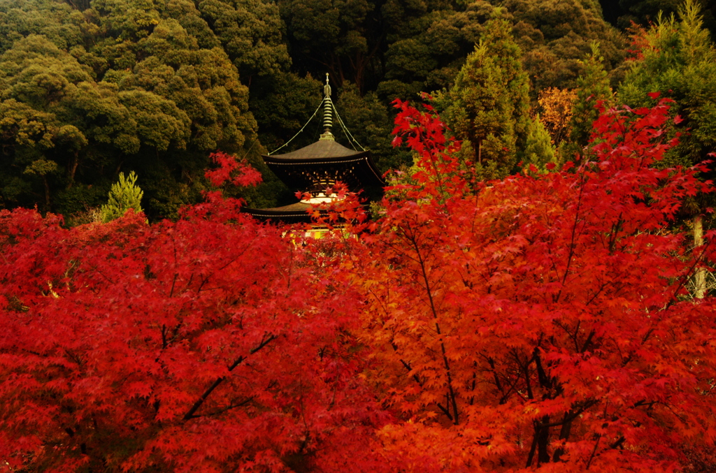 紅に染まり（2010/11撮影　京都永観堂）