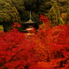 紅に染まり（2010/11撮影　京都永観堂）