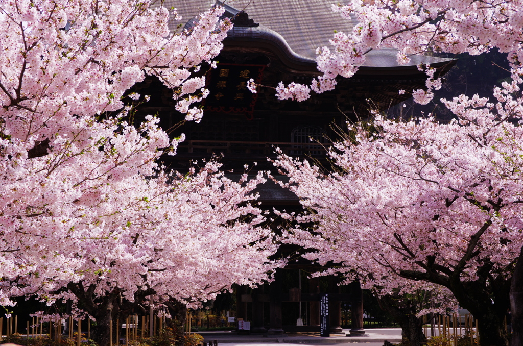 北鎌倉　建長寺　春　復活