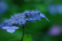 鎌倉紫陽花情報（乙女の舞?）