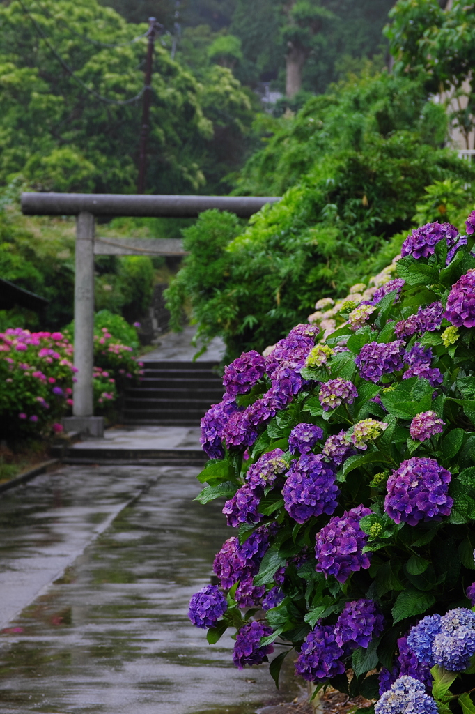 待望の雨