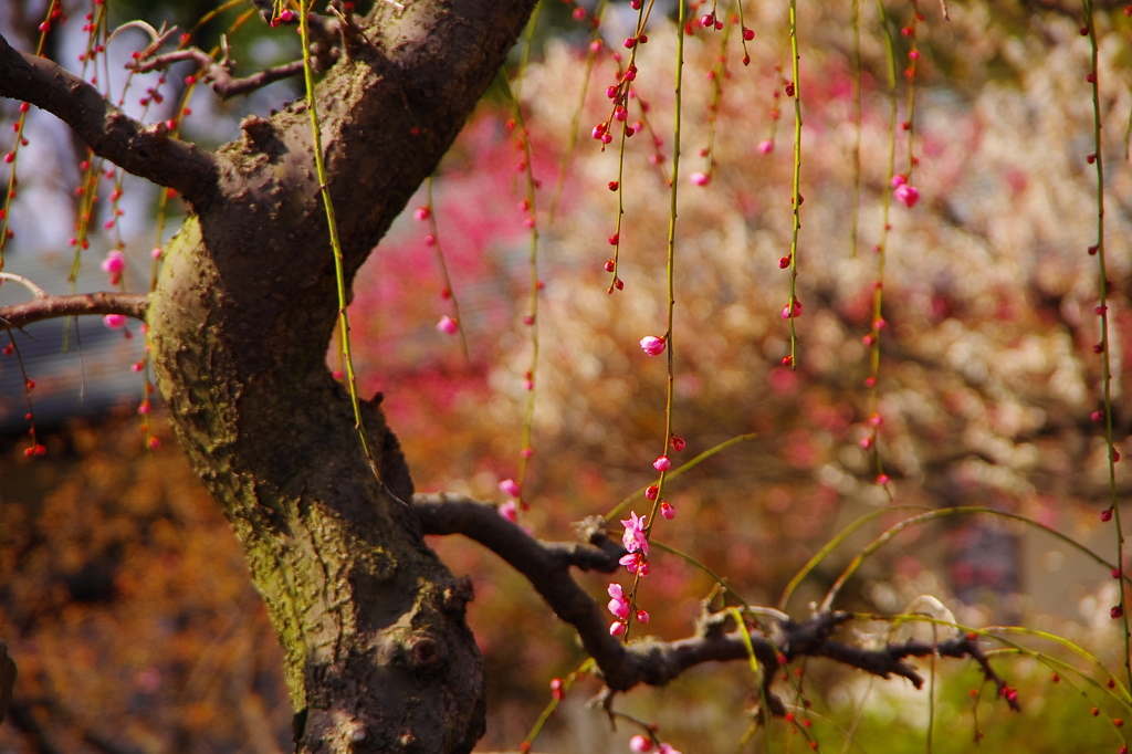 紅枝垂れささやかに（二伝寺）