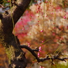 紅枝垂れささやかに（二伝寺）
