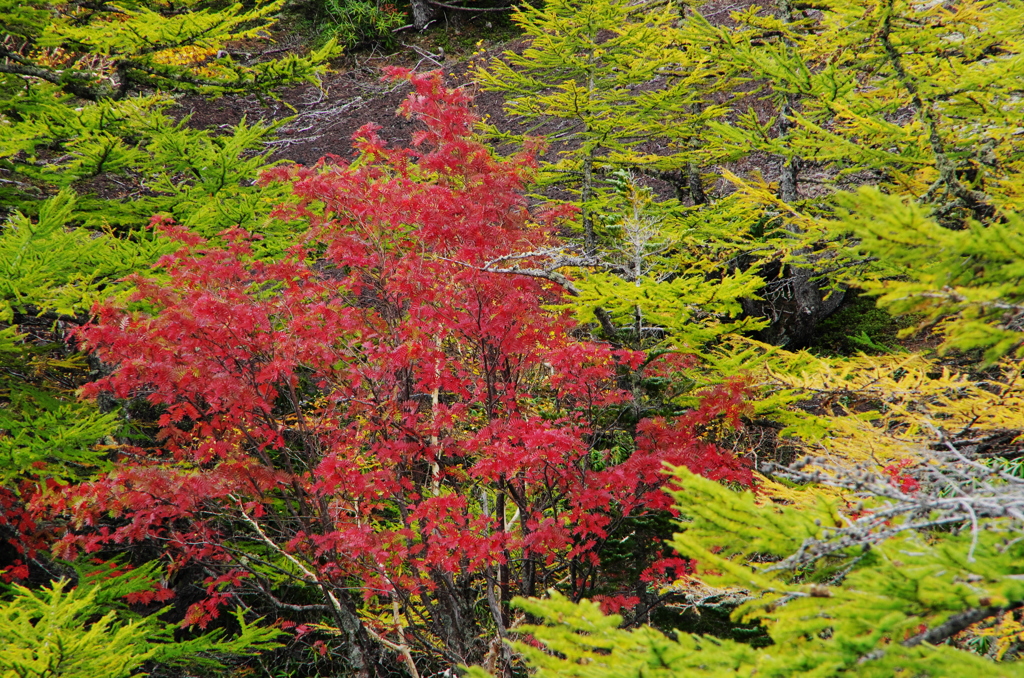 紅彩