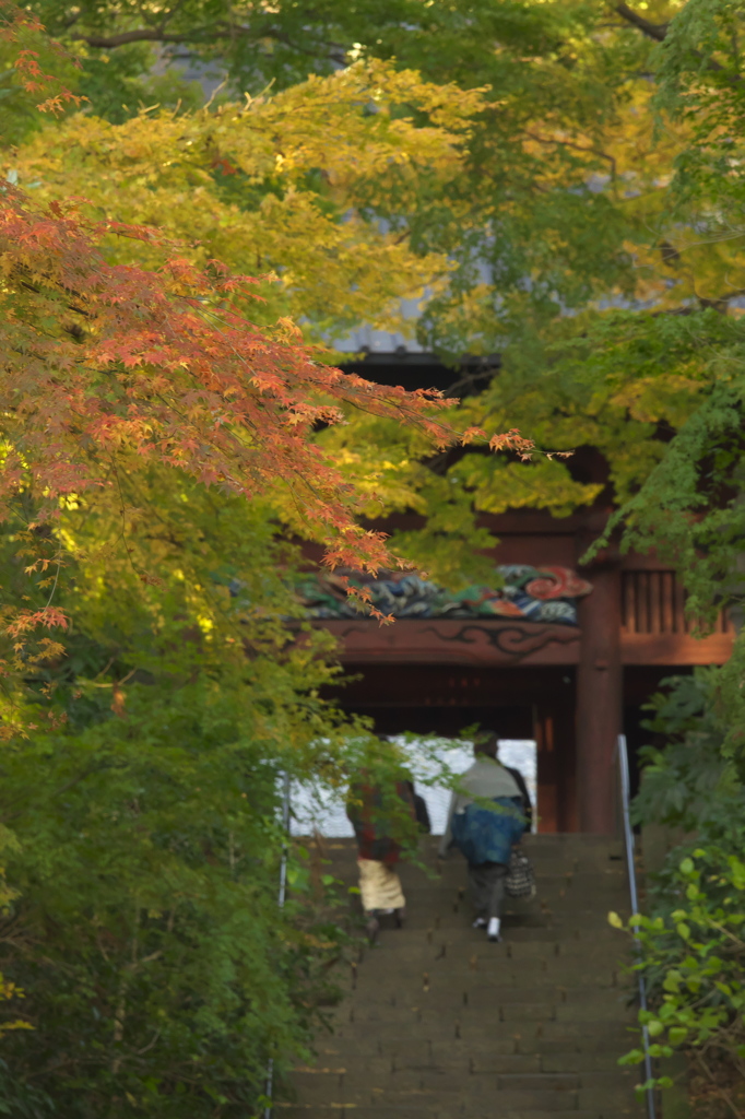 名残紅葉逍遥Ⅲ（妙本寺）
