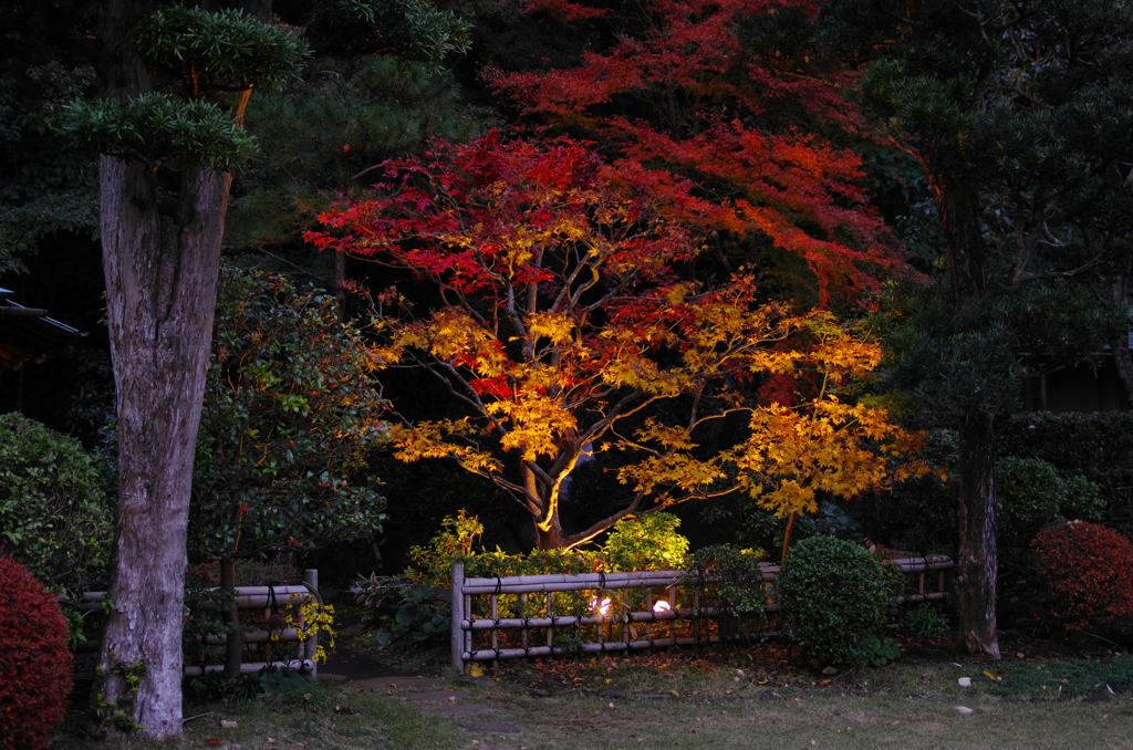 2012年紅葉情景（雅なり：大磯城山公園）