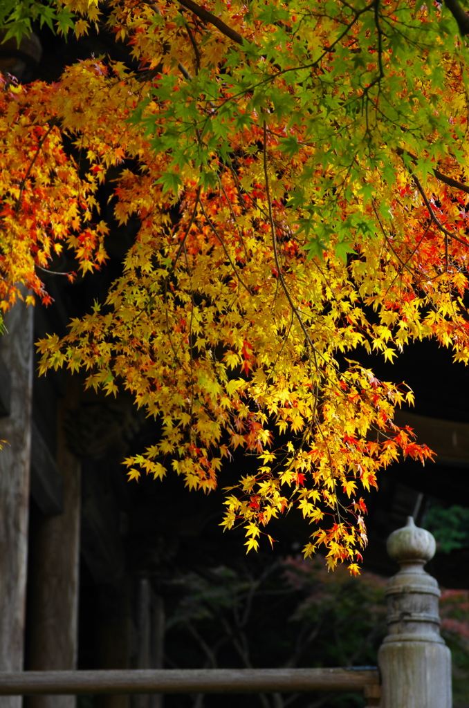 名残りの紅葉Ⅳ（木漏れ日の中に）