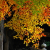 名残りの紅葉Ⅳ（木漏れ日の中に）