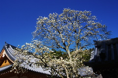 青空に　伸びをするよな　白木蓮