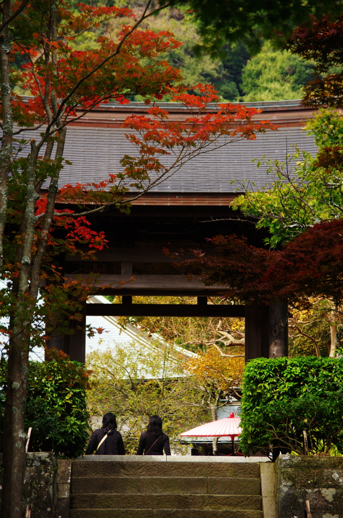 鎌倉プレ紅葉情報Ⅰ（海蔵寺）
