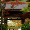 鎌倉プレ紅葉情報Ⅰ（海蔵寺）