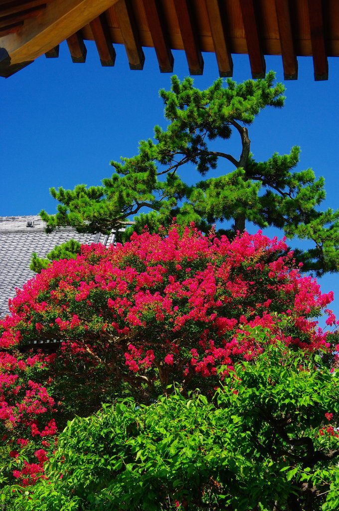 目の前で　ほのおを吐くや　百日紅2009年8月卓上ｶﾚﾝﾀﾞｰ