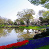 昭和記念公園2008.4