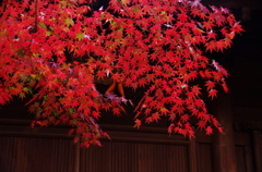 鎌倉紅葉情報Ⅵ（長勝寺3）