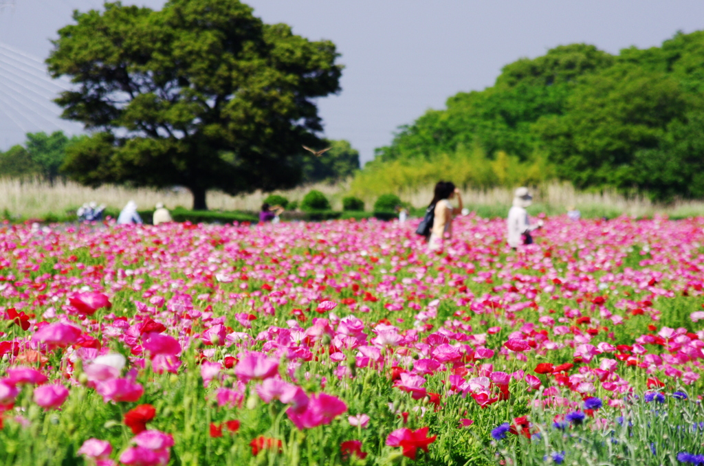 花に埋まる路