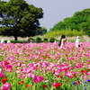 花に埋まる路