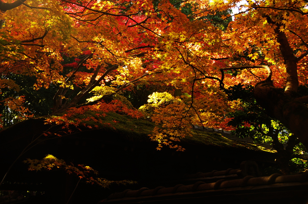 照葉(2010/11撮影　京都高桐院）