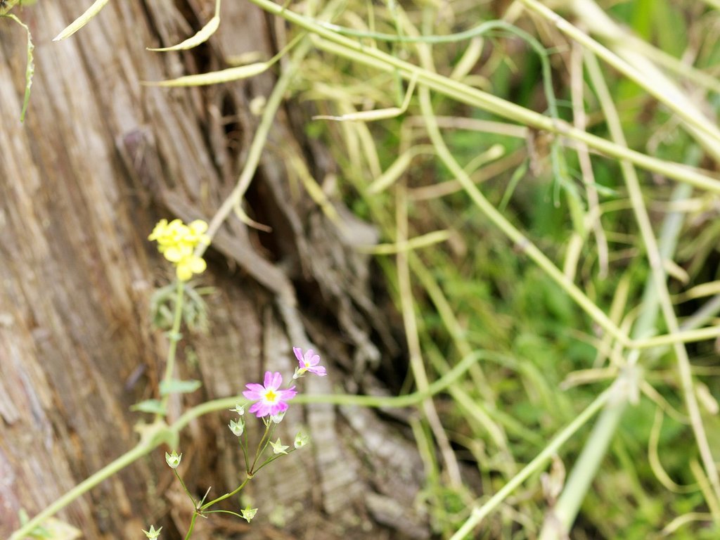 路傍の花