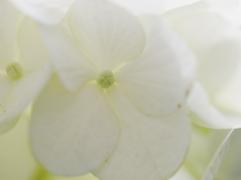 今年の紫陽花