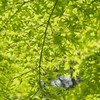 春