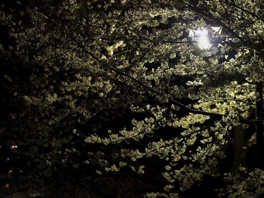 谷根千　夜桜