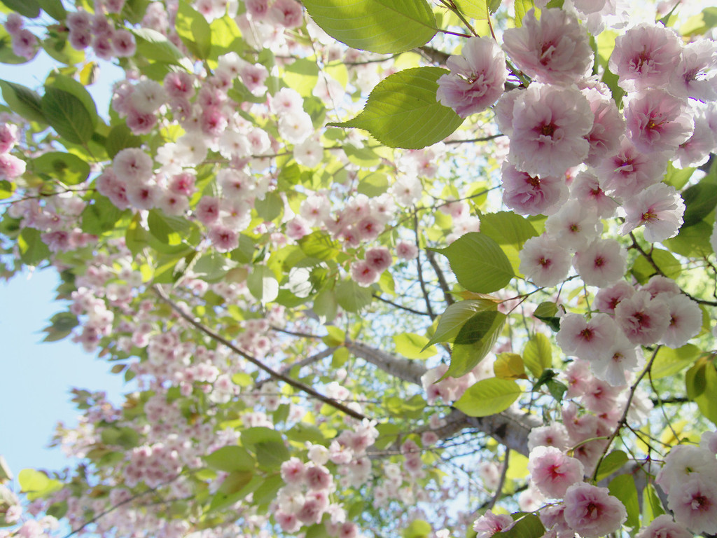 北海道の八重桜
