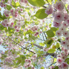 北海道の八重桜