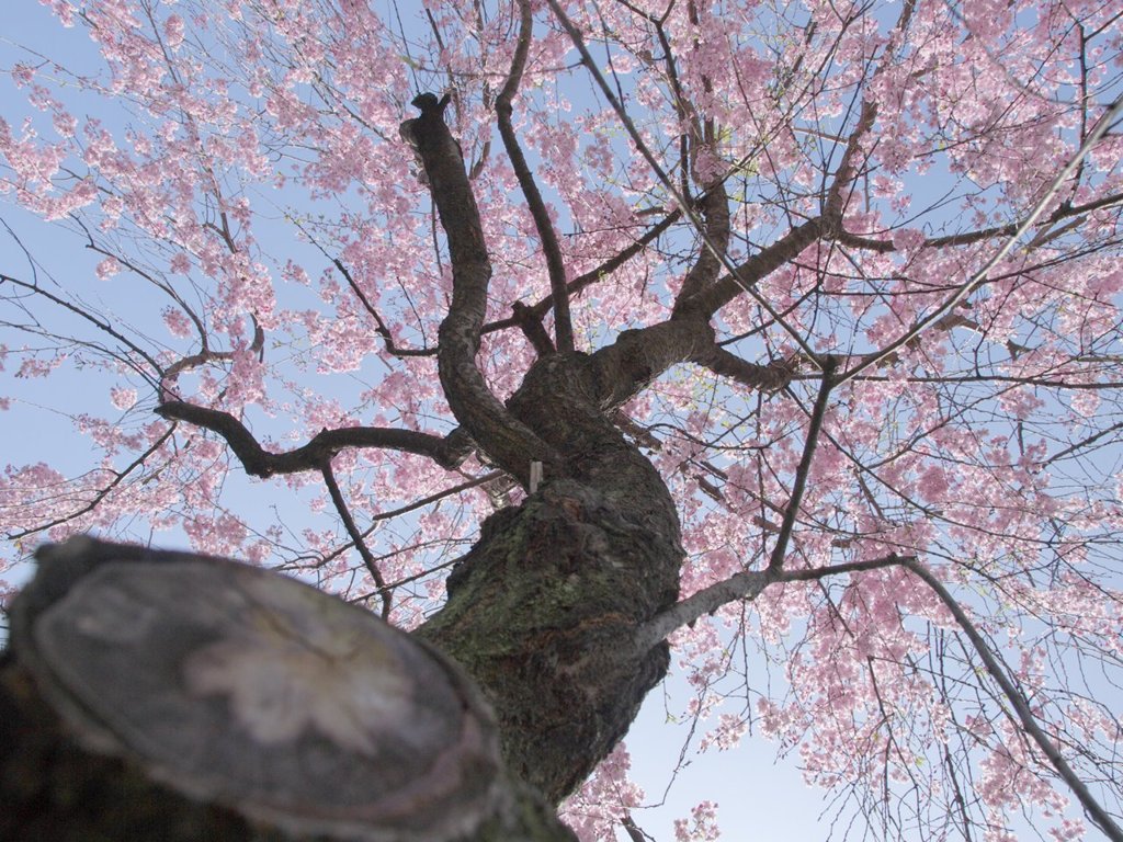 深川お花見