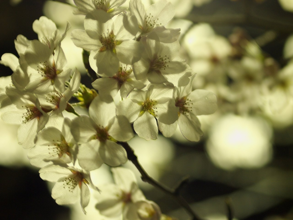 これも夜桜