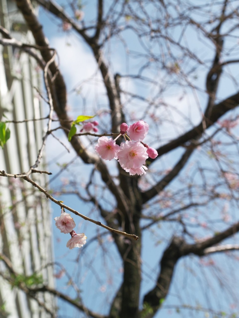 枝垂桜