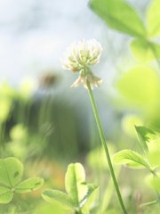 クローバーの花