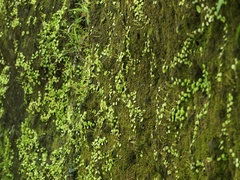 苔の壁