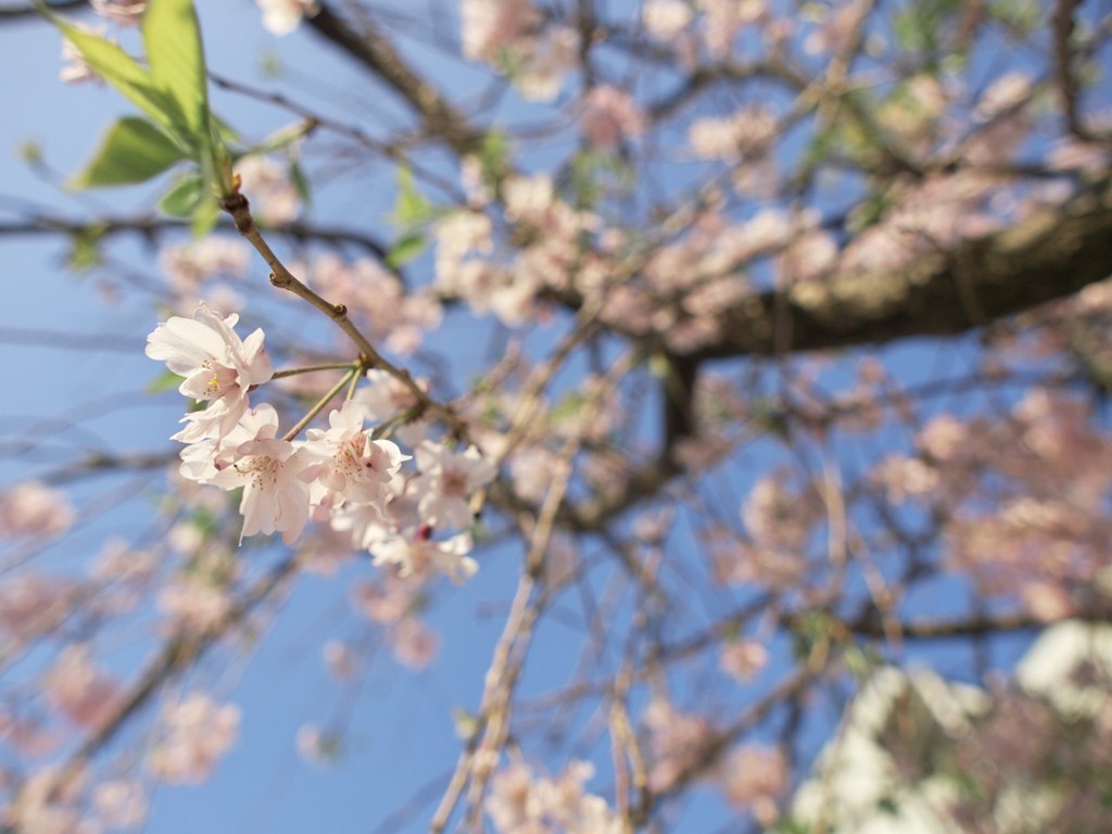 枝垂桜