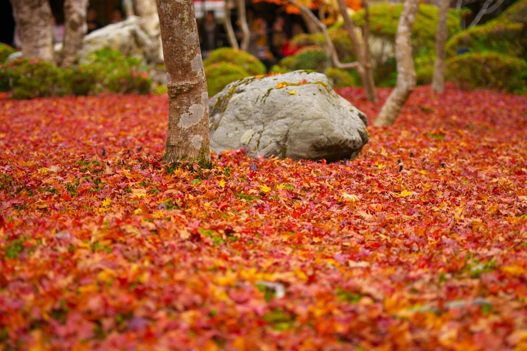 DSC03634紅葉の絨毯