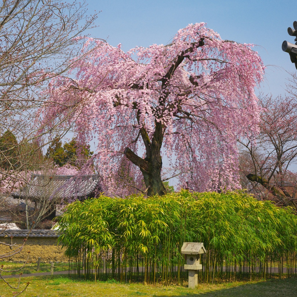 しだれ桜