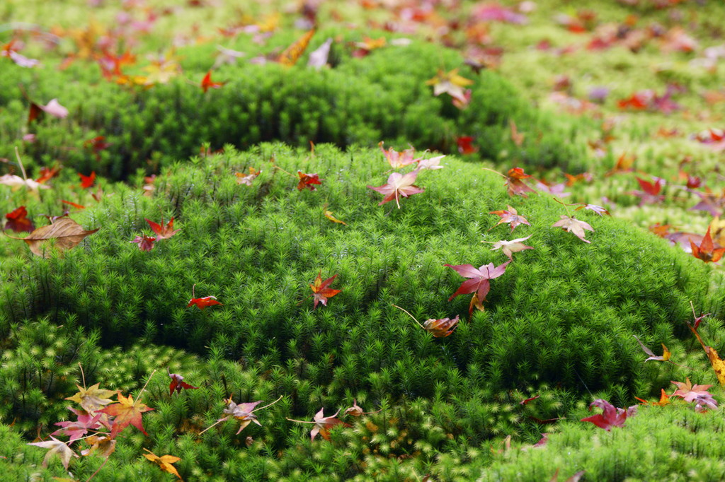 祇王寺の苔と紅葉