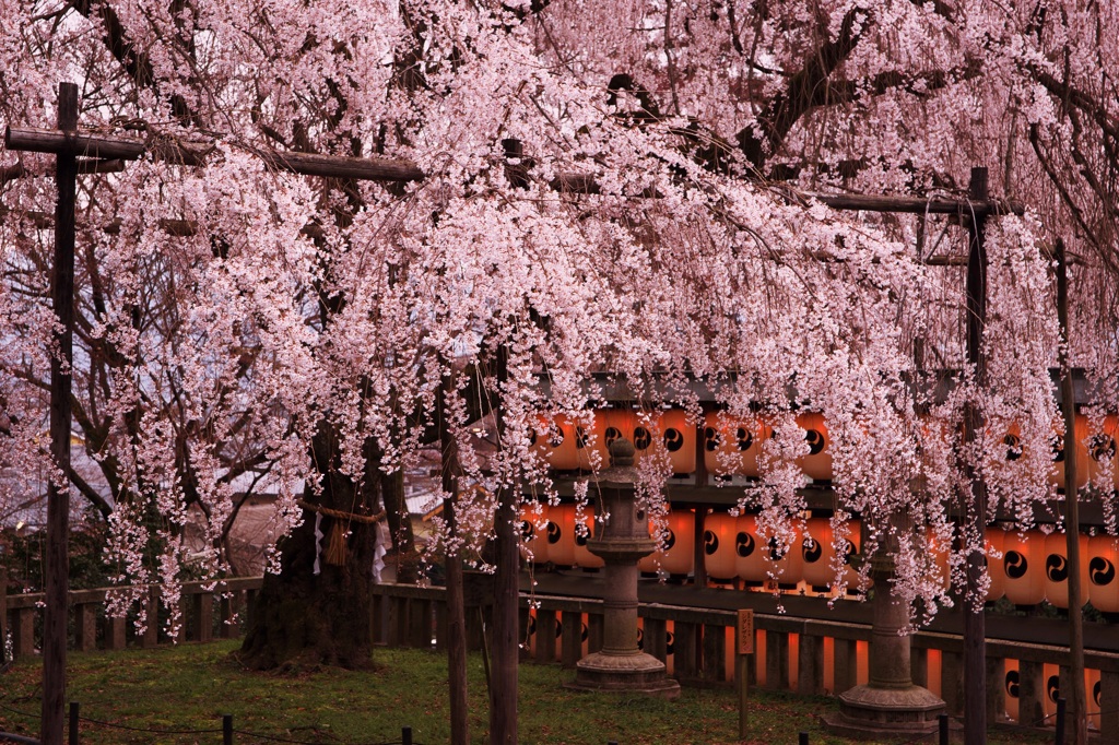 大石神社境内のしだれ桜