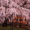 大石神社境内のしだれ桜