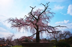 祇園枝垂れ桜（円山公園）