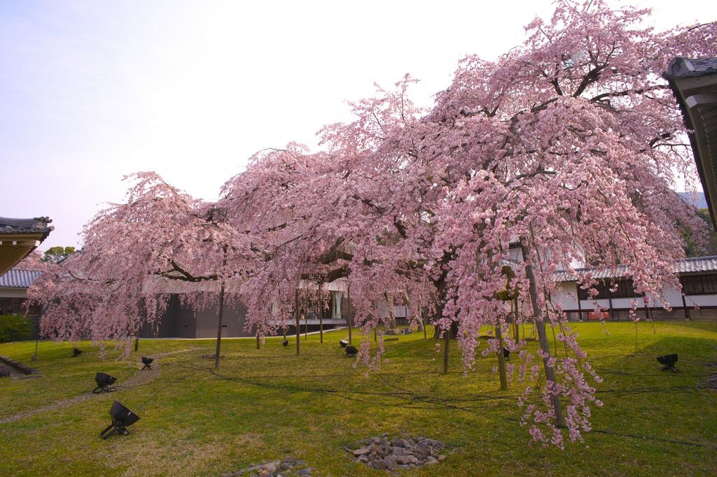 京都最大の